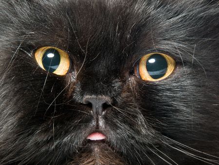 black catの写真素材