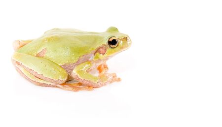 Green frog on a white backgroundの写真素材