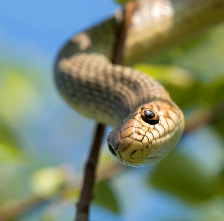 snakeの写真素材