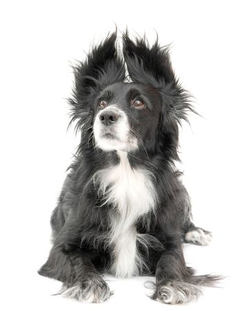 dog on a white backgroundの写真素材