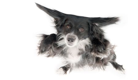 dog on a white backgroundの写真素材
