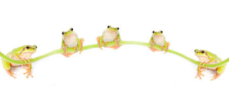 Green frog on a white backgroundの写真素材