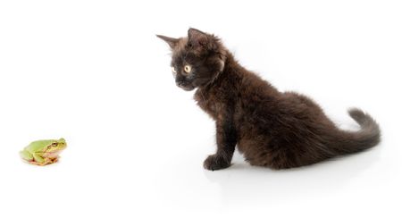 dark kitten and green frogの写真素材
