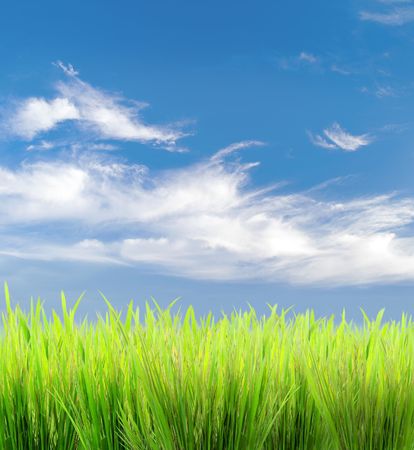 green grass on a sky backgroundの写真素材