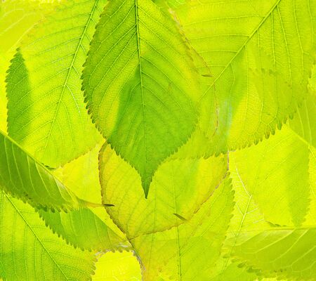 Bright leafの写真素材