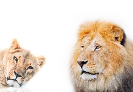 lion on a white backgroundの写真素材