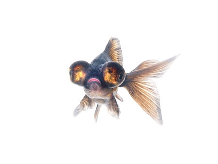 Black goldfishの写真素材