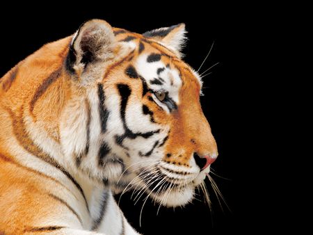 Big Tiger on a black backgroundの写真素材