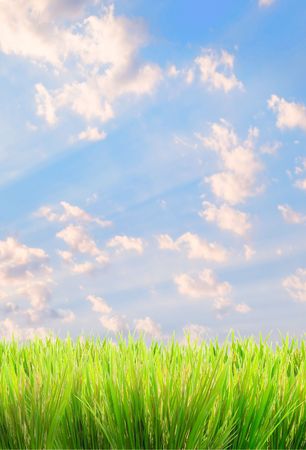 green grass on a sky backgroundの写真素材