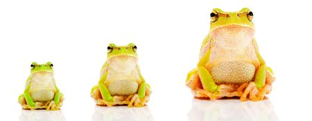 Green frog on a white backgroundの写真素材