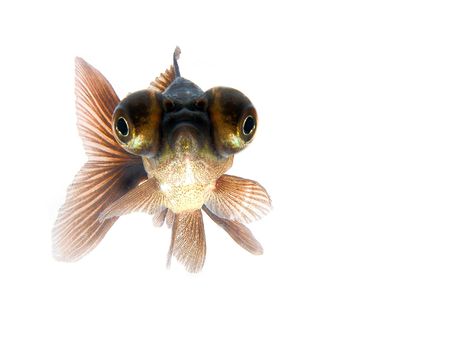 Black goldfishの写真素材