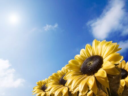 Sunflower on a sky backgroundの写真素材