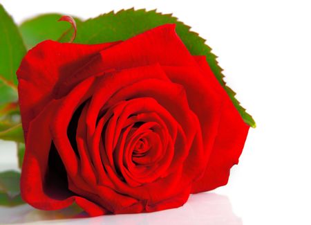 red roseの写真素材