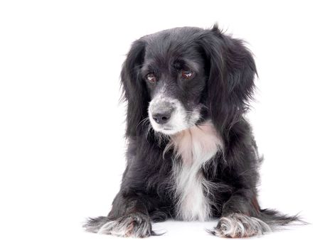 dog on a white backgroundの写真素材