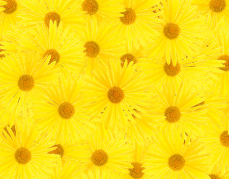 flowerの写真素材