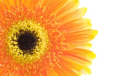 Flower on a white backgroundの写真素材