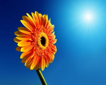 Flower on a white backgroundの写真素材