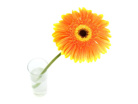 flower on a white backgroundの写真素材
