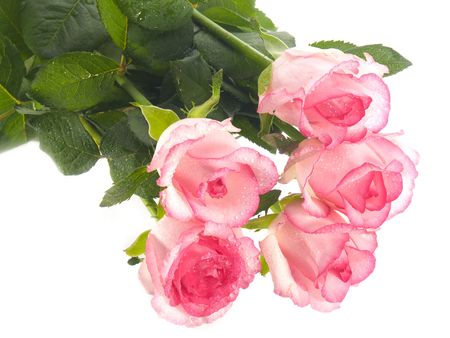 flower on a white backgroundの写真素材