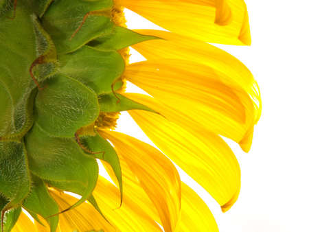 sunflowerの写真素材