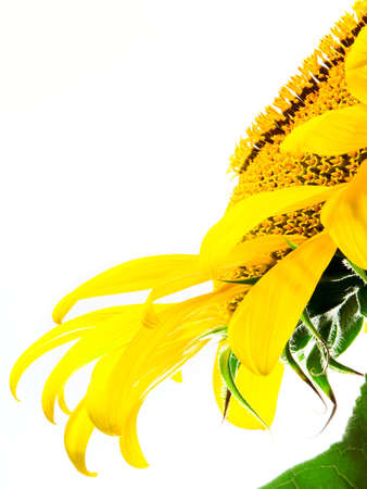 sunflowerの写真素材