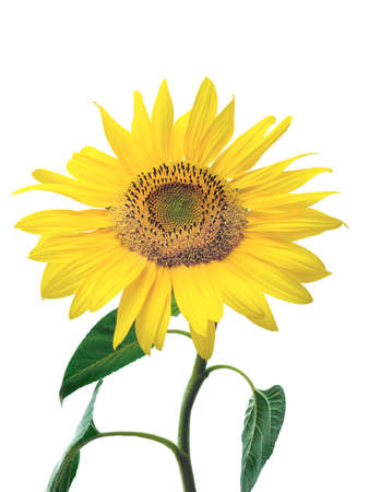 sunflowerの写真素材
