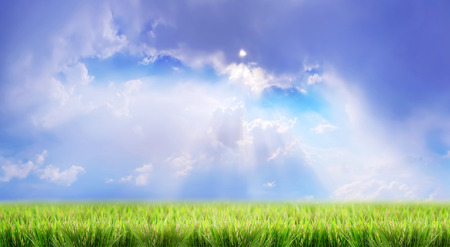 green grass on a sky backgroundの写真素材