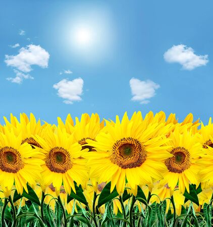 sunflower and skyの写真素材