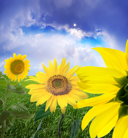 sunflower and skyの写真素材