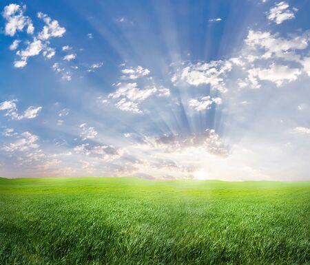 Green grass and skyの写真素材