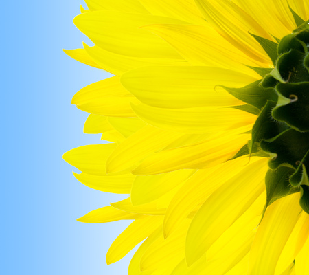 sunflowerの写真素材