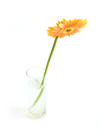 flower on a white backgroundの写真素材