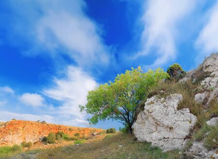 tree and mountainの写真素材