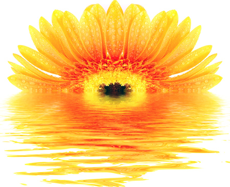 flower on a white backgroundの写真素材