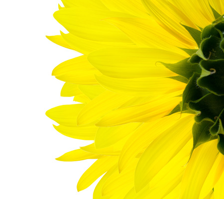 sunflowerの写真素材