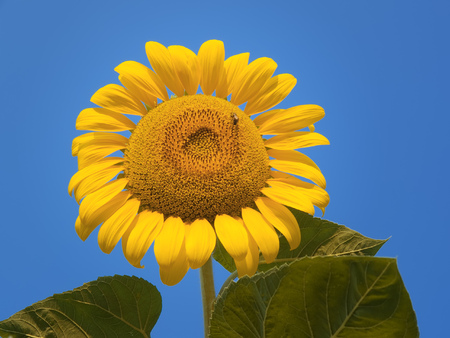 sunflowerの写真素材