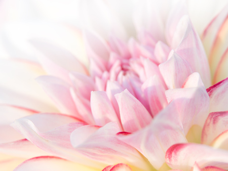 Flowerの写真素材