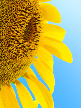 sunflowerの写真素材
