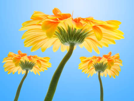 flower on a sky backgroundの写真素材