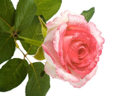 flower on a white backgroundの写真素材