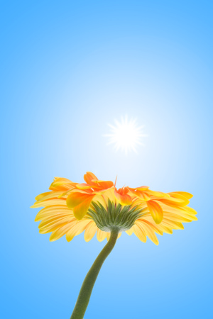 flower on a sky backgroundの写真素材