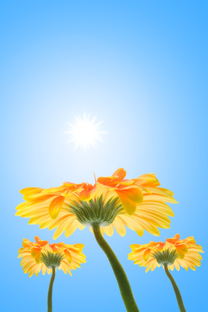 flower on a sky backgroundの写真素材