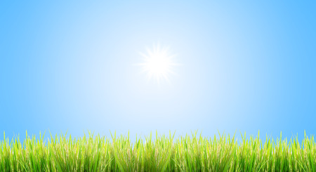 green grass on a sky backgroundの写真素材