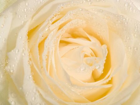 flower on a white backgroundの写真素材