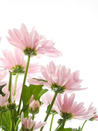 flower on a white backgroundの写真素材