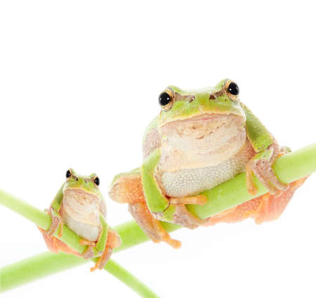 Green frog on a white backgroundの写真素材