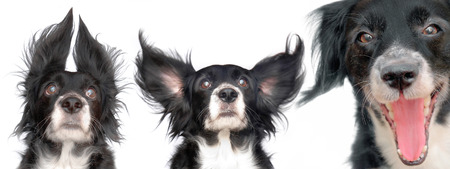 this is a black dog on a white backgroundの写真素材