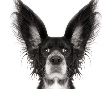 this is a black dog on a white backgroundの写真素材