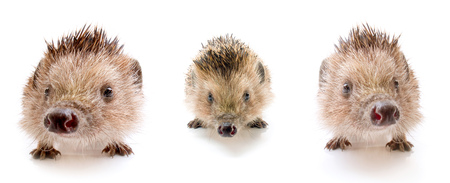 Hedgehog on a white backgroundの写真素材