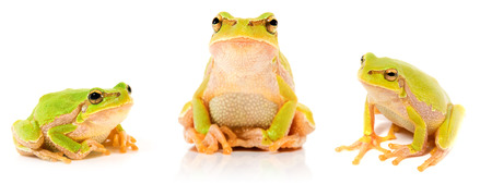 Green frog on a white backgroundの写真素材